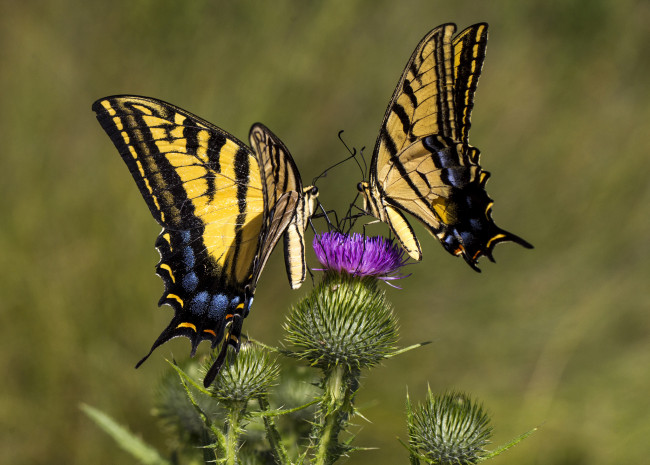 Обои картинки фото животные, бабочки,  мотыльки,  моли, бабочка