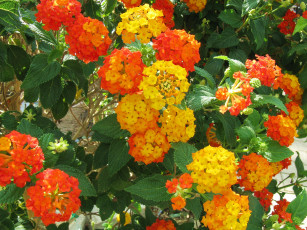 Картинка цветы лантана бутоны