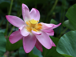 Картинка цветы лотосы макро листья фон лепестки