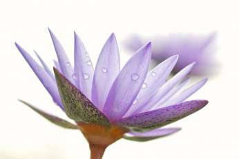 Картинка цветы лилии+водяные +нимфеи +кувшинки роса вода капли природа лепестки цветок