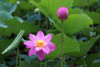 Картинка цветы лотосы макро листья лепестки фон