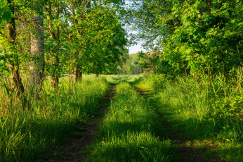 Картинка природа дороги колея лес