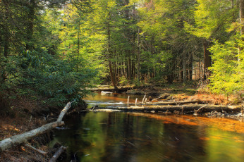 Картинка природа реки озера лес река