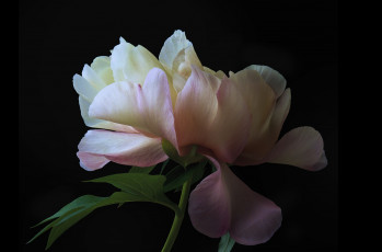 Картинка цветы пионы цветок черный пион фон