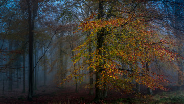 Картинка природа лес осень