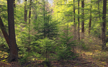 Картинка природа лес тропинка