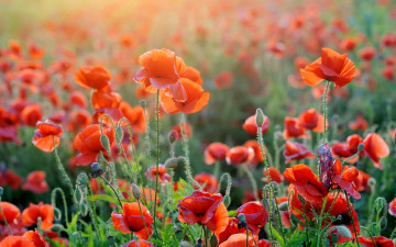 Картинка цветы маки много поле красные боке крупным планом