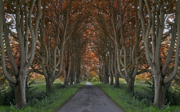 Картинка природа дороги дорожка аллея