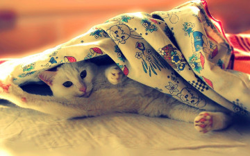 Картинка животные коты коте киса ушки взгляд усы