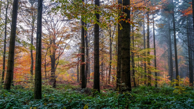 Обои картинки фото природа, лес, осень
