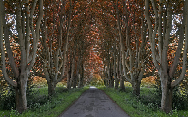 Обои картинки фото природа, дороги, дорожка, аллея