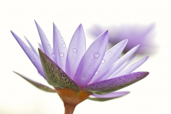 Обои картинки фото цветы, лилии водяные,  нимфеи,  кувшинки, роса, вода, капли, природа, лепестки, цветок