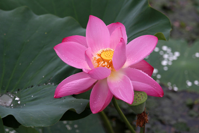 Обои картинки фото цветы, лотосы, фон, лепестки, макро, листья