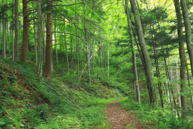 Обои картинки фото природа, дороги, тропа, лес