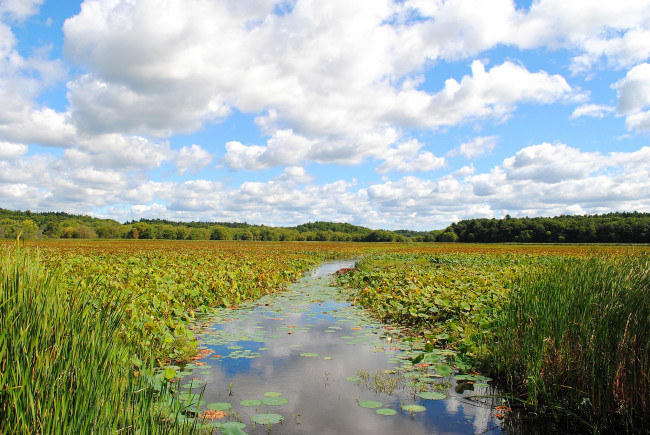 Обои картинки фото природа, реки, озера, лес, река