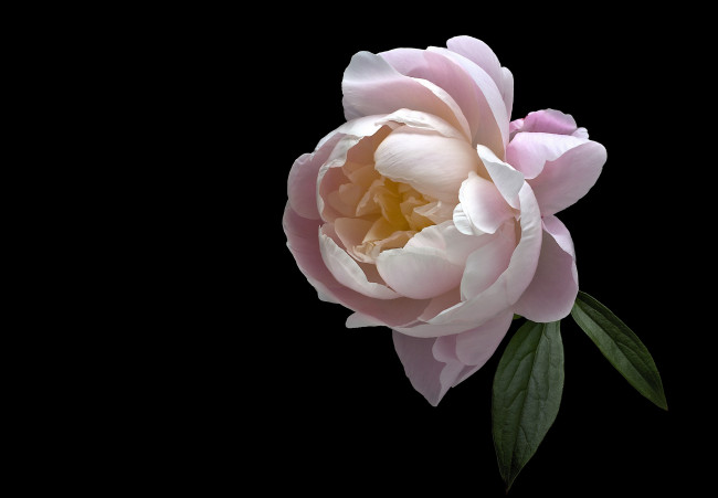 Обои картинки фото цветы, пионы, черный, фон, пион, цветок