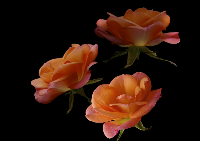 Обои картинки фото цветы, розы, фон, черный