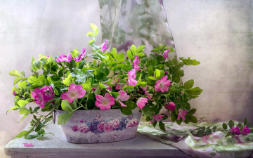 Картинка цветы шиповник розовый