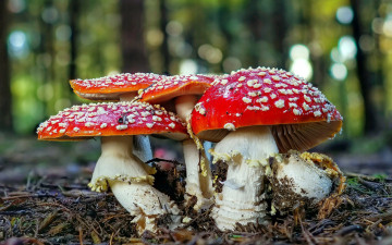 Картинка природа грибы +мухомор грибная семейка мухоморы