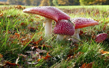 Картинка природа грибы +мухомор грибная семейка мухоморы