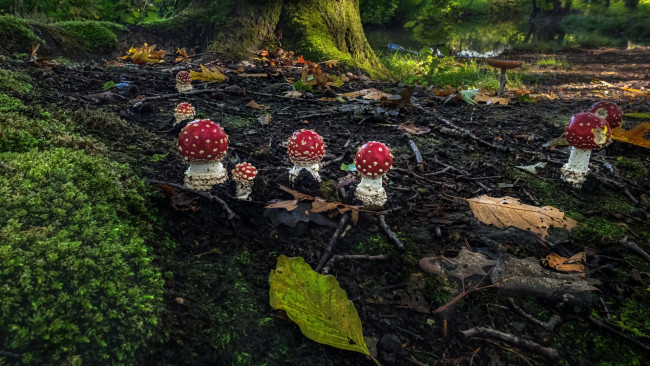 Обои картинки фото природа, грибы,  мухомор, ведьмин, круг, мухоморы