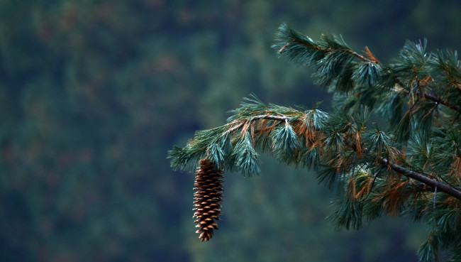 Обои картинки фото природа, шишки,  жёлуди,  каштаны, ветка, сосновая, шишка