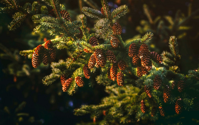 Обои картинки фото природа, шишки,  жёлуди,  каштаны