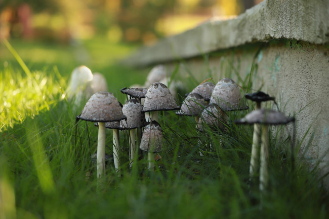 Обои картинки фото природа, грибы, грибная, семейка