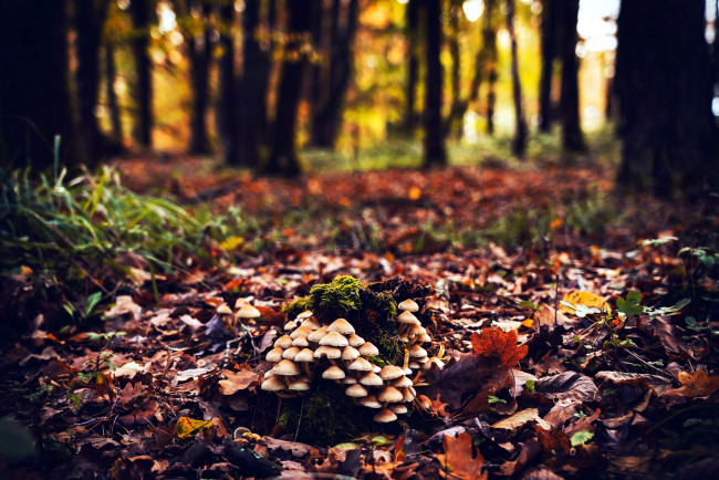 Обои картинки фото природа, грибы, грибная, семейка