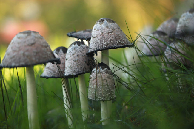 Обои картинки фото природа, грибы, грибная, семейка