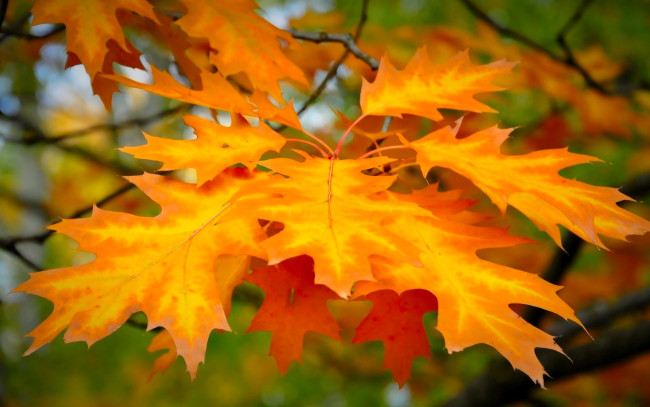 Обои картинки фото природа, листья, осень, клен, дерево, ветки