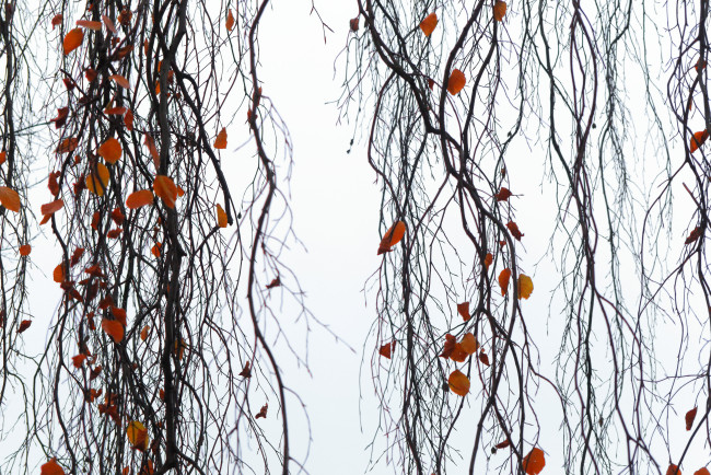 Обои картинки фото природа, деревья, осень