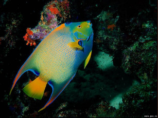 Картинка животные рыбы