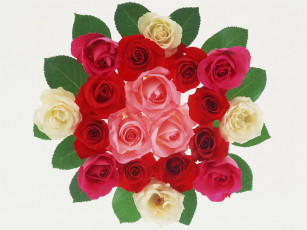 Картинка цветы розы