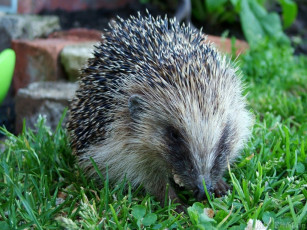 Картинка животные ежи