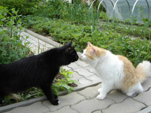 Картинка животные коты