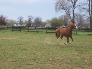 обоя животные, лошади