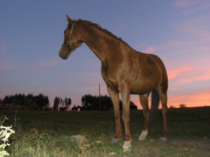 обоя животные, лошади