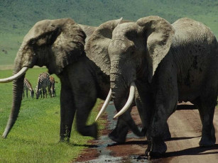 Картинка животные слоны