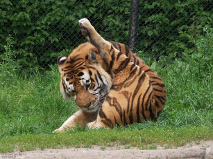 Картинка животные тигры