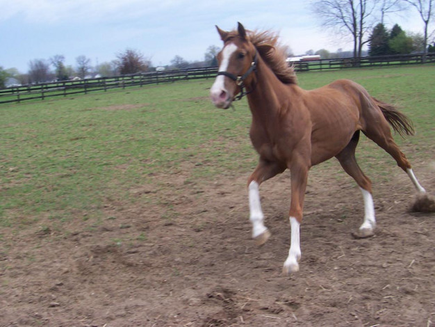 Обои картинки фото животные, лошади