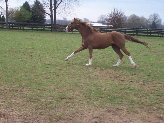 Обои картинки фото животные, лошади
