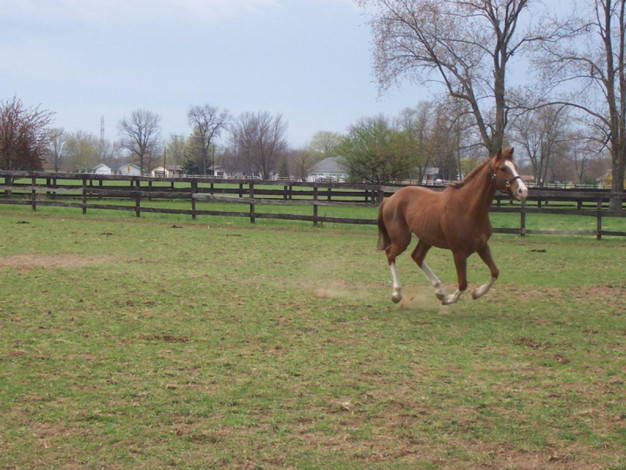Обои картинки фото животные, лошади