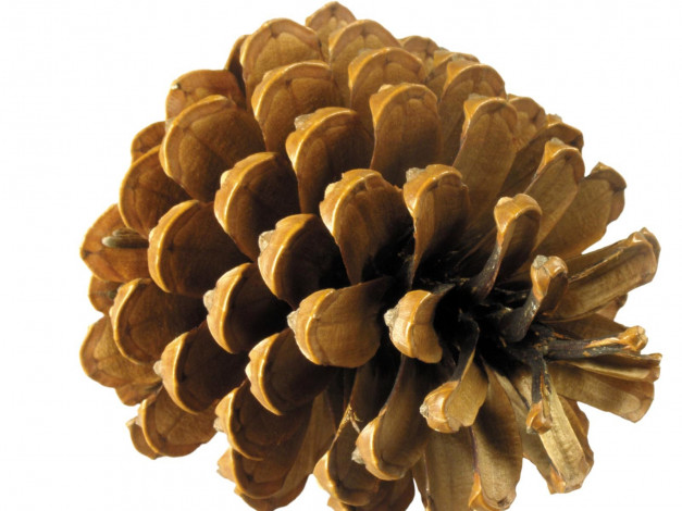 Обои картинки фото праздничные