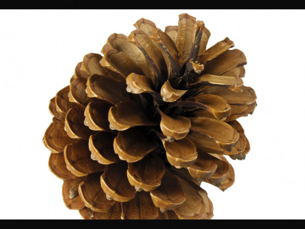 Обои картинки фото праздничные