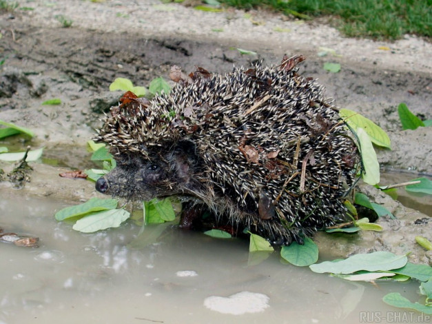 Обои картинки фото животные, ежи