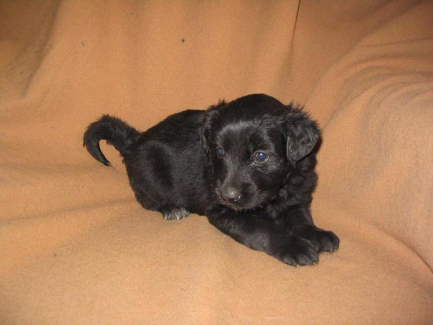 Обои картинки фото животные, собаки