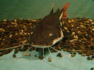 Картинка животные рыбы