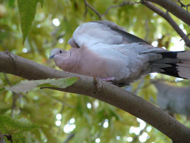 Обои картинки фото животные, голуби