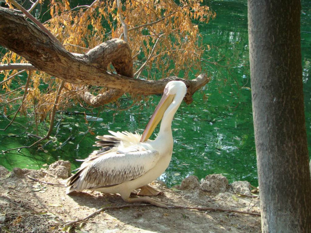 Обои картинки фото животные, пеликаны